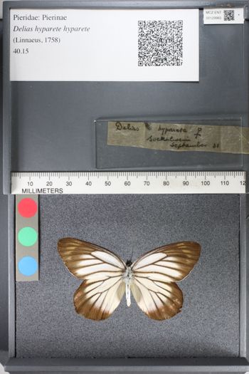 Media type: image;   Entomology 129983